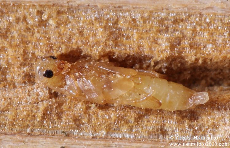 tesařík, Glaphyra umbellatarum, Cerambycidae, Molorchini (Brouci, Coleoptera)